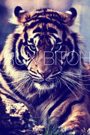 Gare au loup, comme au tigre (24)