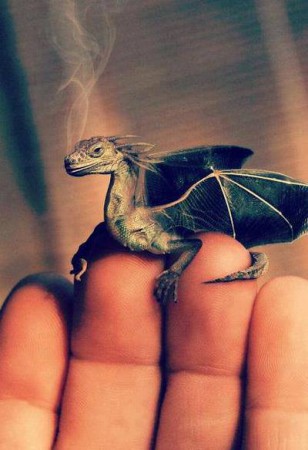 Deux dragons (71)